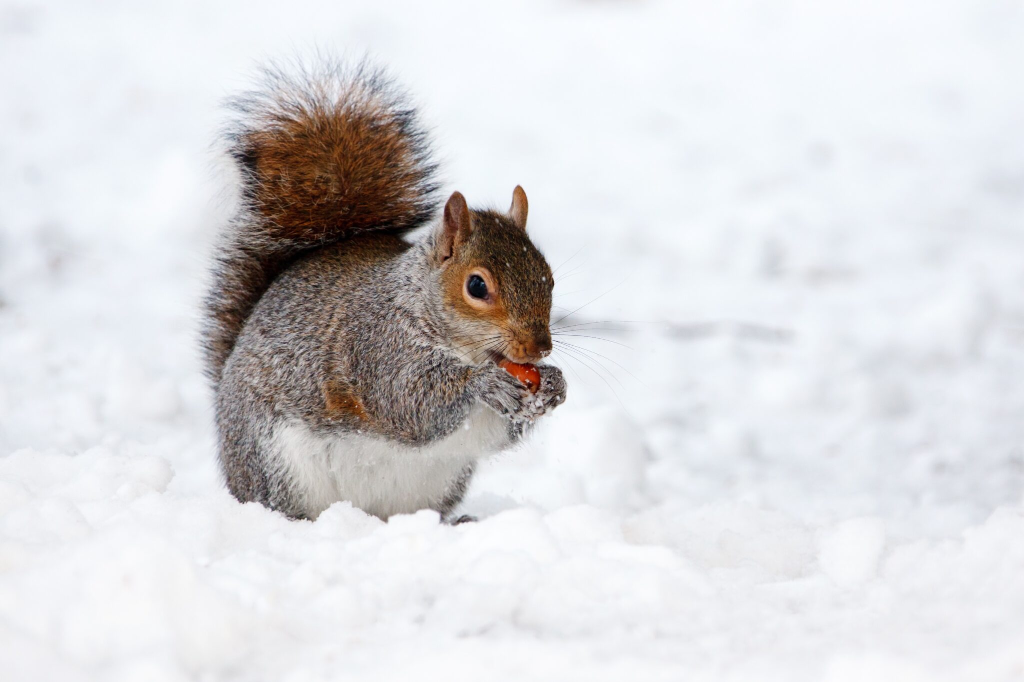squirrel_in_winter_194812-scaled