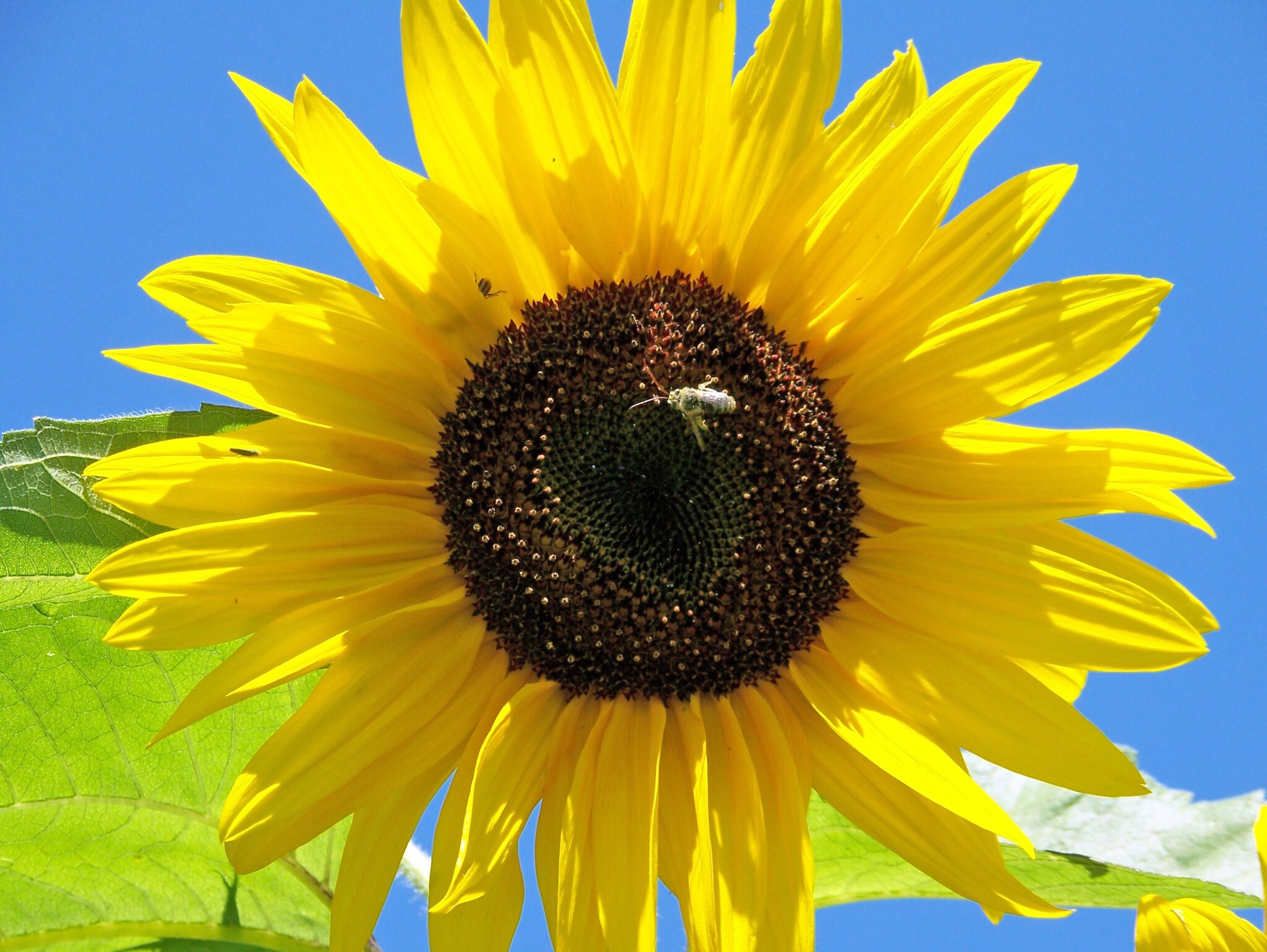 sunflower_196614-scaled