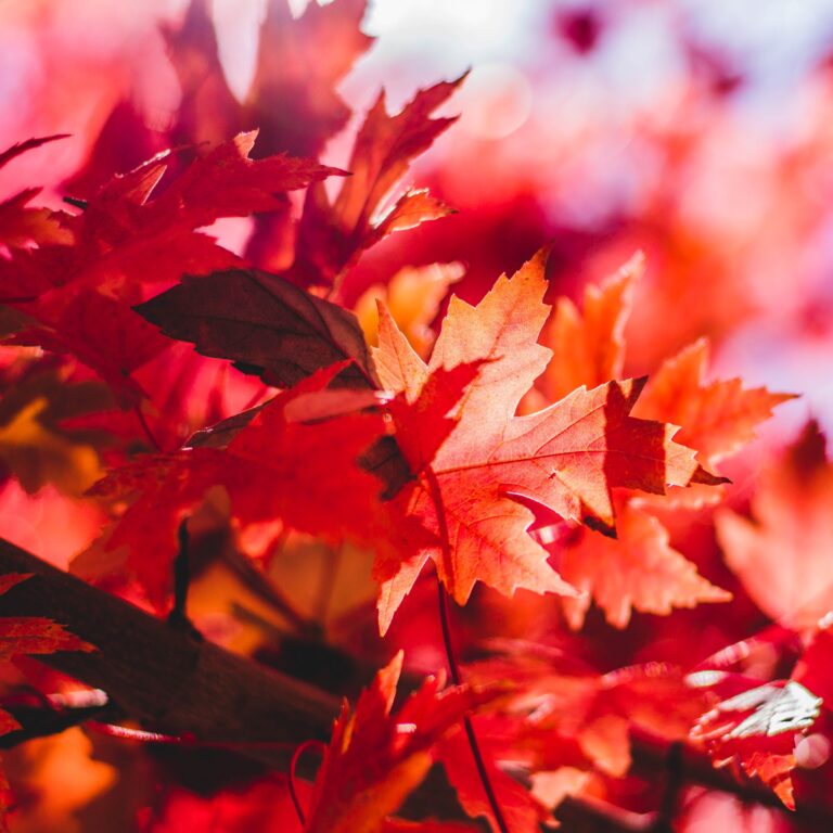 Autumn 1